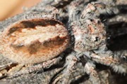Jumping Spider (Sandalodes superbus) (Sandalodes superbus)